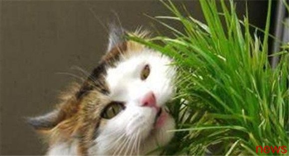Let me tell you, what kind of laxatives are given to cats?