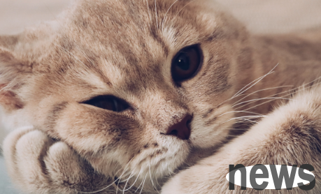 What to do if a female cat urinates frequently but doesn t urinate too much