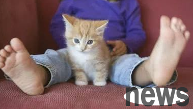 What to do if cats have constipation? Quick defecation?