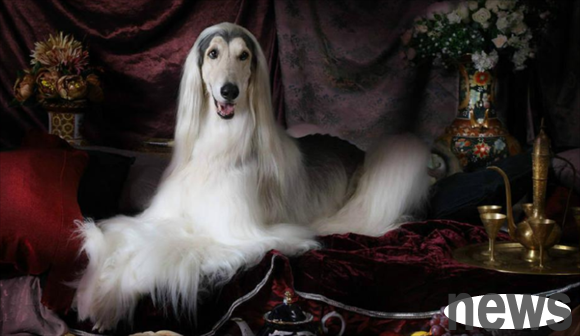 Pet knowledge: Dog with the lowest IQ?