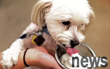Can dogs eat ice cream? What should I do after eating it?