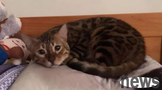 Your cat s 