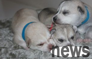 What to do if you have a parvovirus infection in dogs?