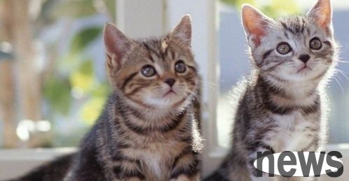 How to train your cat to become a social expert? Cultivate the social behavior of kittens!
