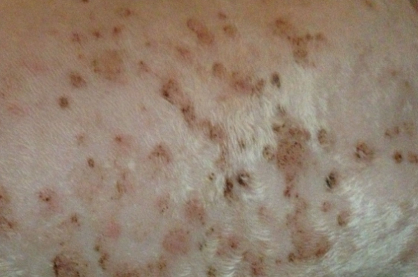 What to do if your dog has eczema?