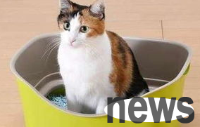 How to train cats not to urinate or defecate anywhere, please pay attention to the cat owner!