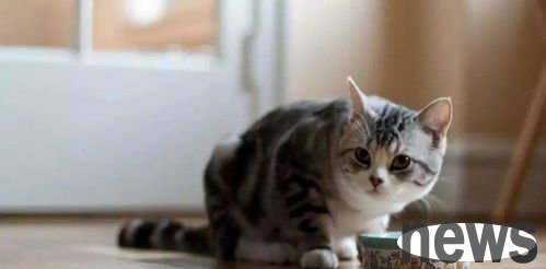 Improve cats  fear of being born and develop clingy habits