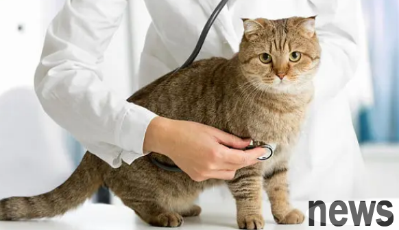 What documents and conditions are required to open a pet hospital?