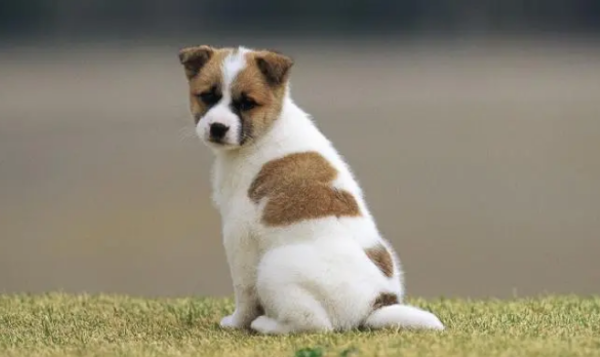 What are the blood types of dogs and what should you pay attention to when transfusions of dogs