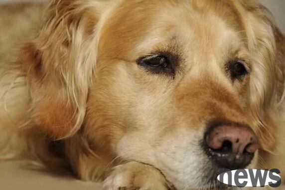 Preliminary judgment of whether the dog is healthy by the dog s nose