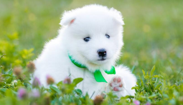 Do dogs spit out hairballs like cats?
