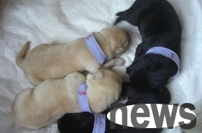 What are the signs before the dog gives birth? Come and find out