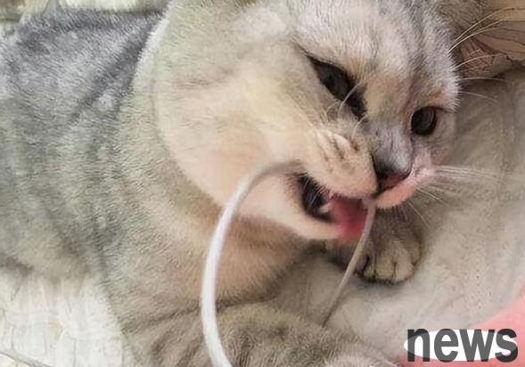 Why do cats have pica? Tell you the reason and solution (why do cats get pica)