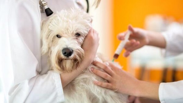 Latest research: Dog infectious cancer cells have survived for more than ten thousand years