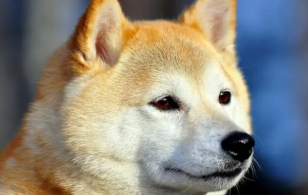 What disease does a dog suffer from red eyes? Come and have a look