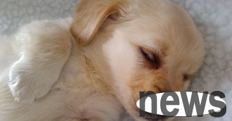 In this article, the causes and treatment methods for eyelid entropion of dogs