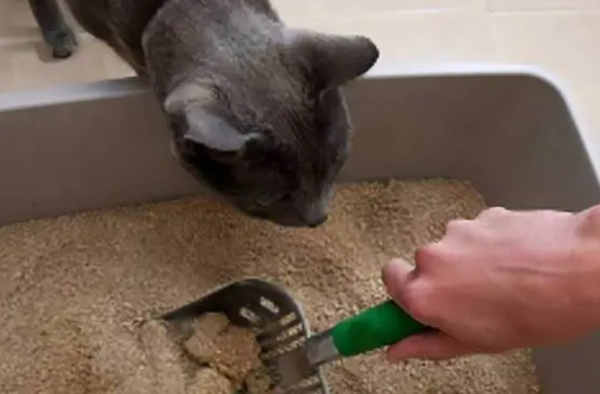 Will cats die if they have diarrhea for 5 days? If you want to know, come and see!