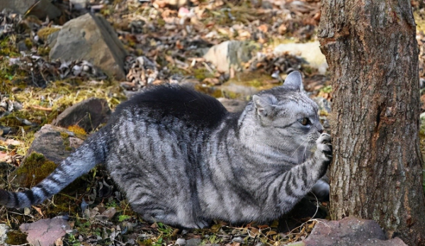 8 things to see for beginners who raise cats, never raise cats impulsively!