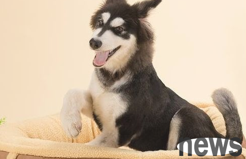 How to deal with dogs pretending to be lame? What should I do if a dog pretends to be lame?
