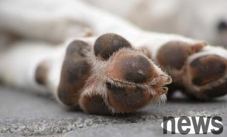 After raising puppies over the years, I only realized today that dogs should be cut in the nails like that.