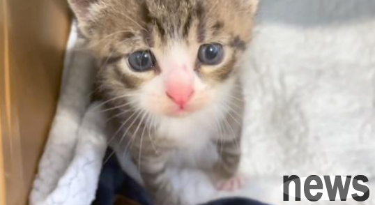 The stray cat that had disappeared for a month appeared again, begging humans to follow it, it turned out to be for the kitten